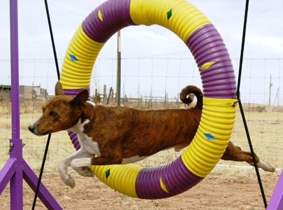 Basenji in Tire Jump  - Photo: K. McNeill
