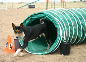 Basenji with Tunnel  - Photo: K. McNeill
