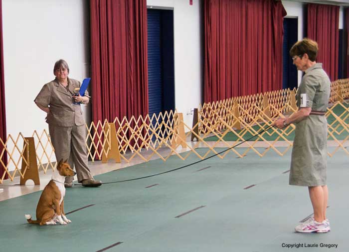 Beginner Recall: Photo: L. Gregory