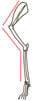 Comparative Bone Length