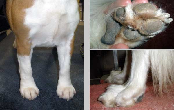 Beagle and Whippet Feet