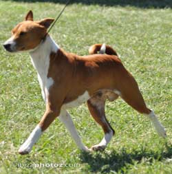 Basenji Trotting