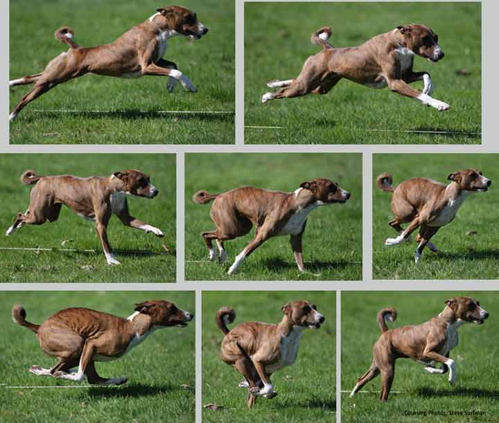 Basenji at the Gallop
