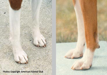 Good Basenji feet