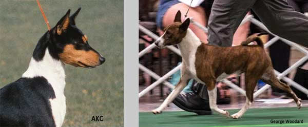 Basenji Head Carriage
