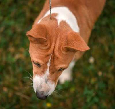 Mature basenji head