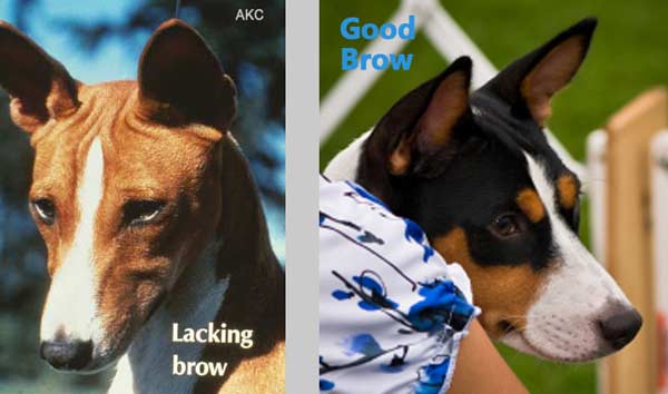 Compare Brow