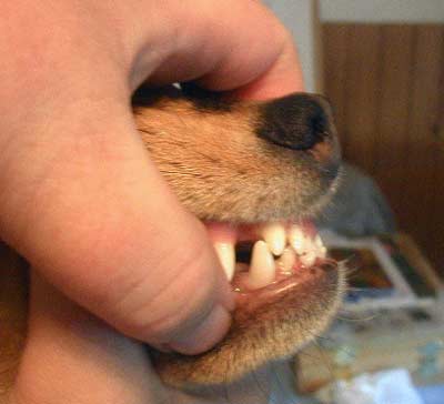 Incorrect Teeth