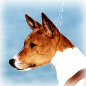Basenji head