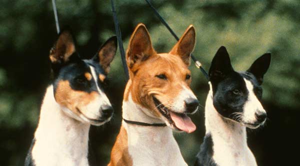 Three Basenjis
