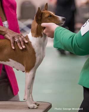 Feel the shoulders of many dogs.