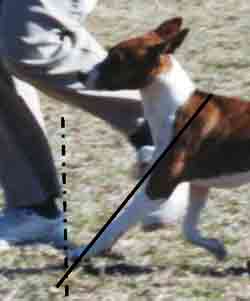 Showing Extension