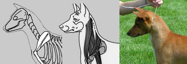 Neck Skeleton and Muscle