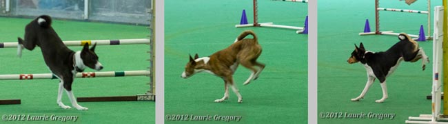 Work of pasterns in agility
