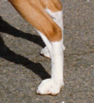 Good Rear Feet