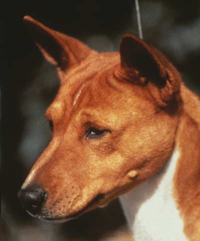 Taper from check to muzzle