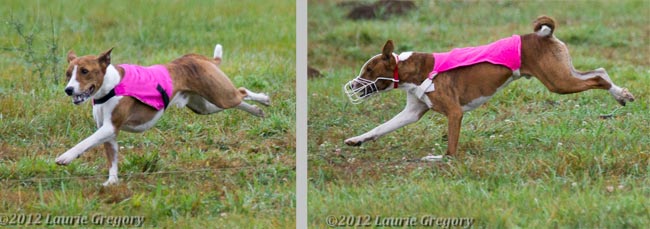 Pastern action in coursing basenjis.