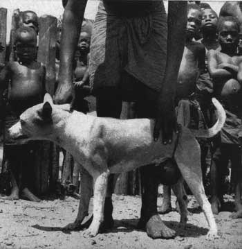 Dog with Bell
