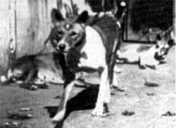 Basenjis at Berlin Zoo