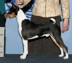 Grand Champion Jasiri-Sukari Burking the Trind