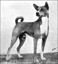Can. Ch. Kwillo of the Congo