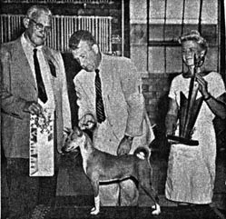 Ch. Lepper's Nik Nake second Best in Show Basenji