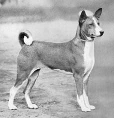 First USA Champ Phemister's Melengo