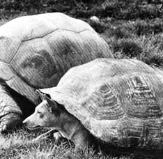 Wrinkles with tortoise