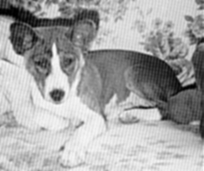 Acoma as a puppy.
