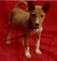 Honey's passport photo.