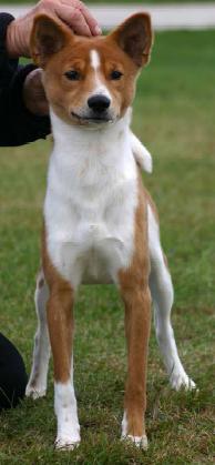 Avongara Akua