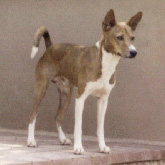 Ango's front view.
