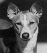Arua's head.