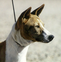 Asosa's head.
