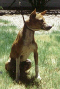 Atbara sitting.