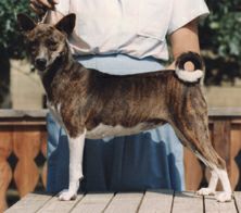 Side view of Avongara Bazingbi.