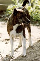 Avongara Bazingbi front view