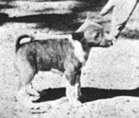 Puppy Binza in Africa.