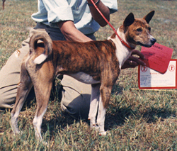 Side view of Binza.