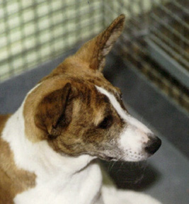 Djuga's head.