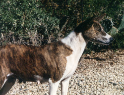 Breka's right side.