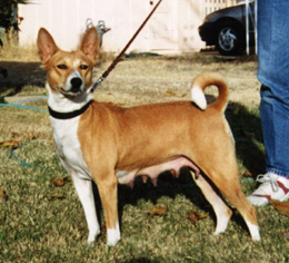 Side view of Diari.
