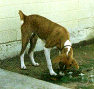 Ekundu sniffing.