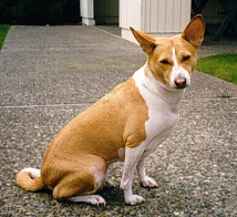 Ruby sitting.