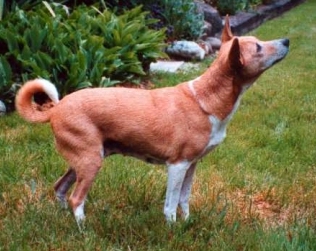 June 10, 2001 - Elly at 13 1/2 year old.