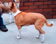 June 10, 2001 - Elly at 13 1/2 years old.