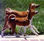 Elly as puppy trotting in front of her dam.
