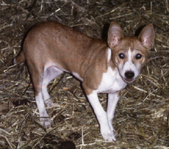 Endesha as a puppy.