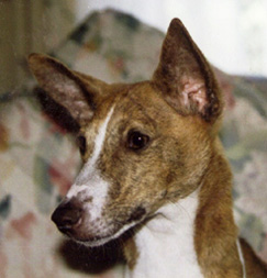 Endeka's head.
