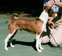Fido's side view.